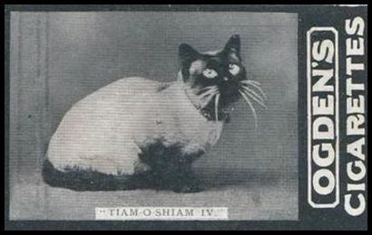 179 Tiam O Shiam IV